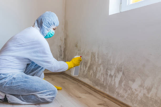 Licensed Black Mold Removal service in Windber, PA - WQB Mold Removal